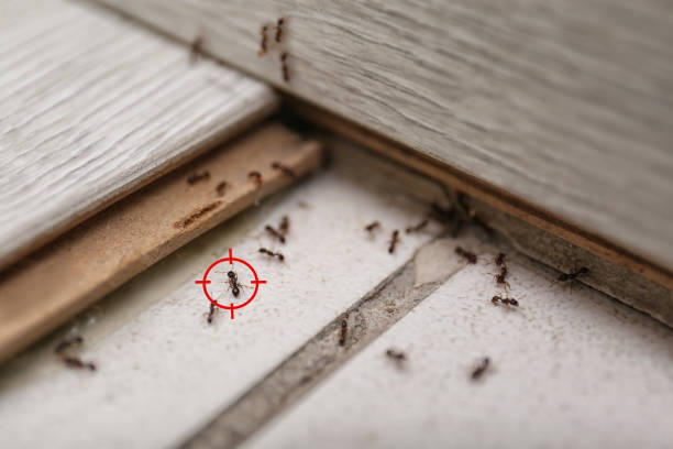 Best Pest Prevention Services  in Wood Village, OR