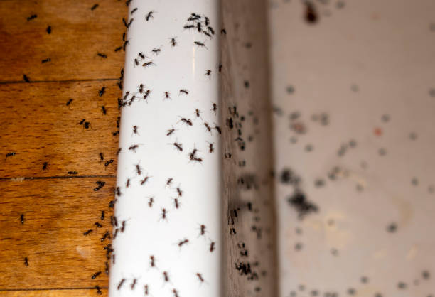 Best Wildlife Control Services  in Wood Village, OR